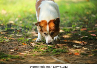 Thai Bangkaew Dog Smell At Ground In The Park. Dog Unleashed In Grass Field.