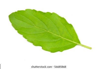 Thai basil leaf.