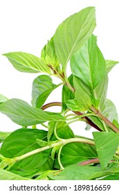 Thai Basil Leaf (Ocimum basilicum Linn) Isolated on White Background.