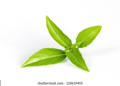 Thai basil leaves on a white background