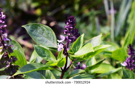 Thai basil (Ocimum basilicum) or sweet basil plant.