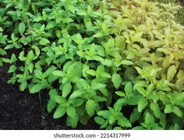 Thai Basil Plants In The Veggie Patch