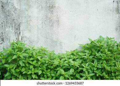 Thai Basil,sweet Basil