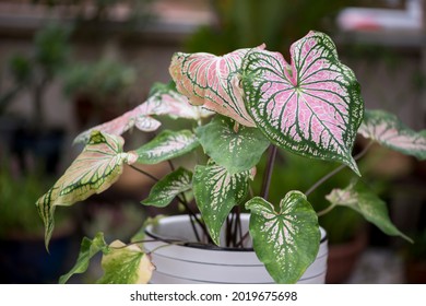 'Thai Beauty', a caladium hybrid have leaves that emerge green before maturing to pink , with green and white mosaic pattern of veins.  Planted in white pot and outdoor garden background.
