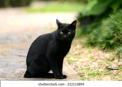 Thai Black Cat Sitting 