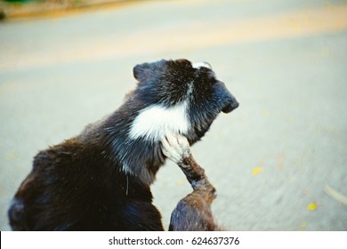 Thai Black Dog Is Scratching Itchy Skin