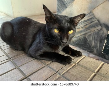 Thai black stray cat at temple - Shutterstock ID 1578683740