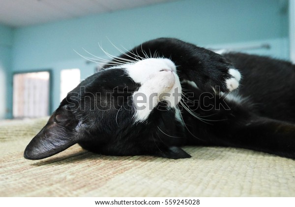 Thai Black White Cat Sleeping On Stock Photo Edit Now 559245028