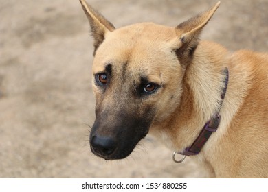 Thai breed dogs, saddle dogs are medium-sized dogs with short hairs and triangular ears. The tip of the nose is black and the hair is reversed in the middle of the back in various forms.