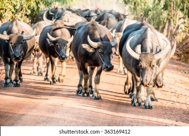 Thai Buffalo or carabao walk over the field go back home with sunset. Life' Machine of Farmer. Original agriculture use buffalo plow the field.