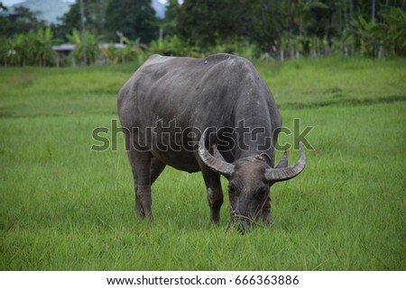 Thai buffalo eating on the grass field.