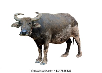 Thai Buffalo Isolated On The White Background