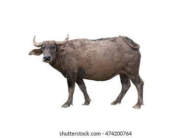 Thai buffalo with mud on body on white background,happy,dirty,looking,life of buffalo at countryside,thailand,die cut