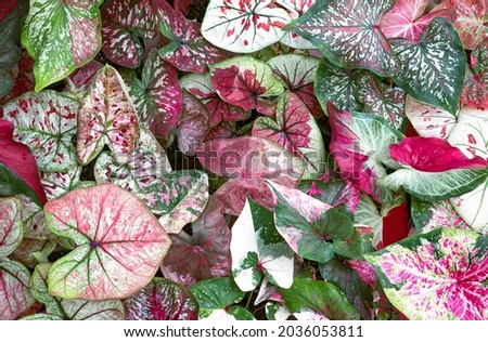 Thai caladium leaf stacking for background art work