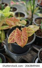Thai Caladium Named New Wave, Red And Yellow Leaf.