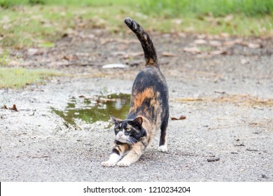 Thai calico cat stretching on cement and grass ground with puddle on the background - Powered by Shutterstock