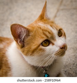 Thai Cat