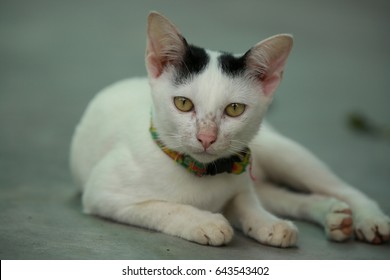 Thai cat