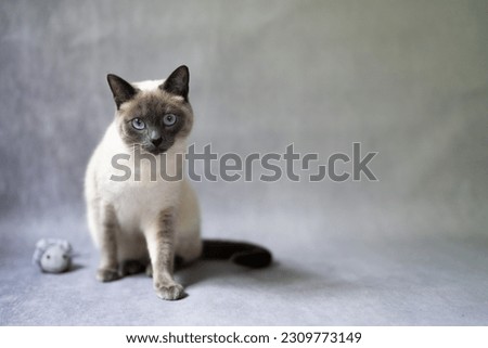 Thai cat blue point playing with a mouse, old siamese type, blue and gray, ice colored white with blue glimmer. Siamese cat kitten white furry large blue eyes 