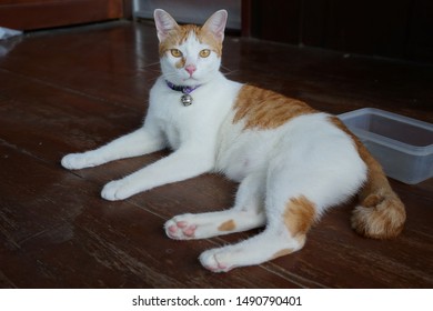 Fat Orange Cat Images Stock Photos Vectors Shutterstock