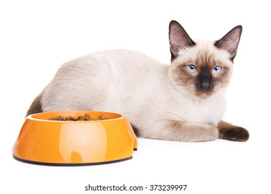 Thai Cat With Food Bowl