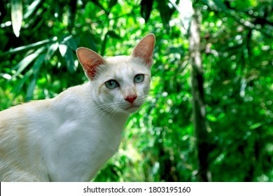 Thai cat, light brown and white hair Sit and stare at something on the edge of a concrete fence. Blurred green leaf background