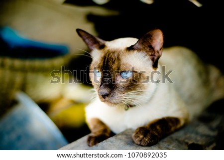 The Thai cat is a natural breed, its origins date back to 1300 aC, comes from the ancient kingdom of Siam