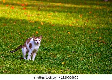 Thai Cat Need To Poop In The Park.