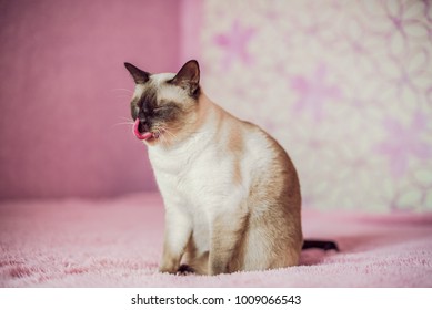 Thai cat on the bed stuck out his tongue and yawns