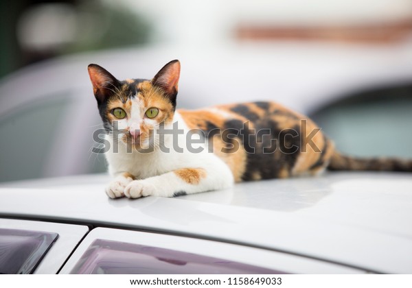 Thai cat on the roof of the\
car.