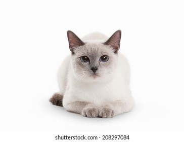 Thai Cat On White Background