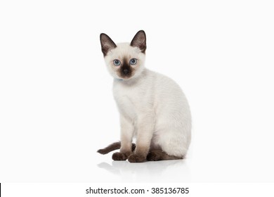 Thai Cat On White Background