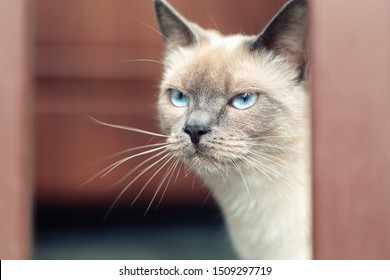 Cats Doorways High Res Stock Images Shutterstock