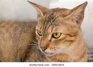 茶トラ 猫 の画像 写真素材 ベクター画像 Shutterstock
