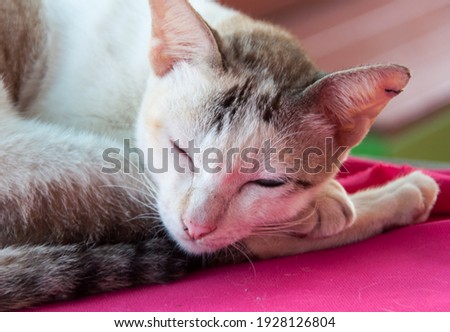 Thai cats are resting by sleeping on the table.