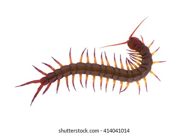 7,955 Centipede isolated Images, Stock Photos & Vectors | Shutterstock