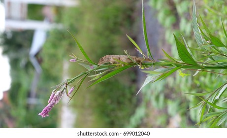 Thai Chameleon   Select Focus