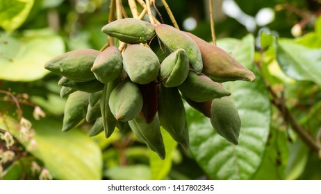 174 Seven Sisters Fruit Images, Stock Photos & Vectors | Shutterstock