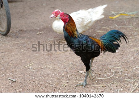 cock fighting thailand Home made forbidden porn