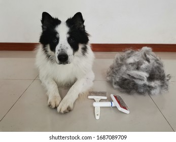 Thai Dog With Big Pile Fur During Hot Season In Thailand. Dog Comb And Brush For Dog Hair.