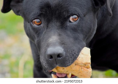 Thai The Dog, Eating Bread