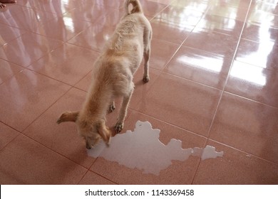 Thai Dog Licking The Spilled Milk On The Floor.