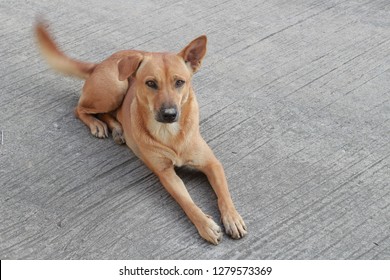 Thai dog (Thai Ridgeback) laying and wagging tail on cement floor.
