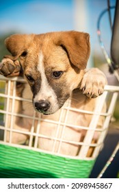 Thai Dog Sitting In A Bicycle Basket, Cute Dog Playing In A Bicycle Basket 