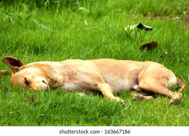 Thai Dog Sleep Grass Yard Stock Photo 163667186 