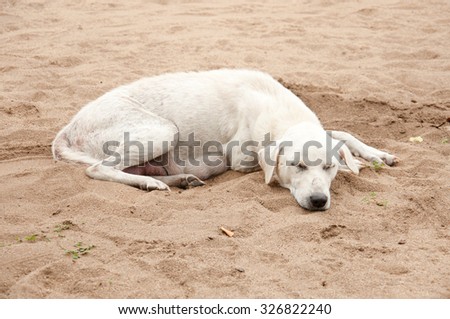 Thai dog sleeping on sand beach