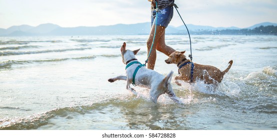 thai dogs enjoy playing on beach with owner - Powered by Shutterstock