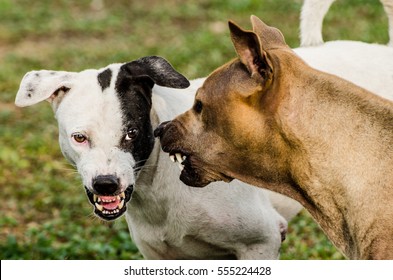 Thai Dogs Scare Each Other In An Aggressive Behavior 