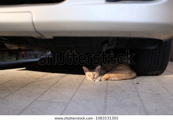 Thai domestic
cat under the car stared at
me.