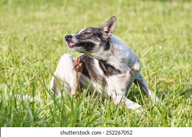 Thai domestic dog scratching its face on green grass in the garden - Shutterstock ID 252267052